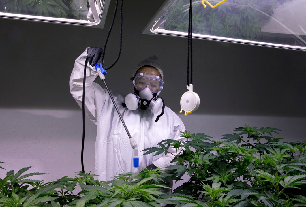Are Pesticides on Cannabis Dangerous? pesticides and marijuana 3 - Are Pesticides on Cannabis Dangerous?