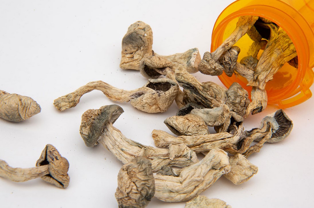 Magic Mushrooms for Anxiety psilocybin mushrooms 9 - Magic Mushrooms for Anxiety