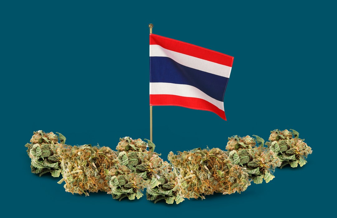 Thai Weed: What Travelers Need To Know thai weed what travelers need to know - Thai Weed: What Travelers Need To Know