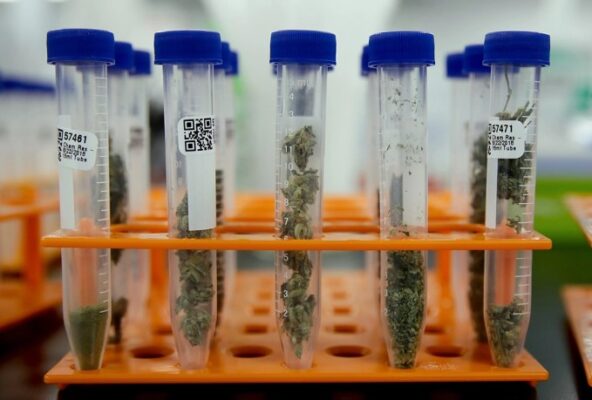 Transparent Cannabis: The Truth About Testing & Inflated THC transparent cannabis 2 592x400 - Transparent Cannabis: The Truth About Testing & Inflated THC