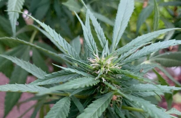 Transparent Cannabis: The Truth About Testing & Inflated THC transparent cannabis 3 612x400 - Transparent Cannabis: The Truth About Testing & Inflated THC