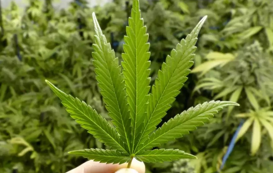 Weed Growing: The 5 Most Common Cannabis Mistakes weed growing the 5 most common cannabis mistakes 3 - Weed Growing: The 5 Most Common Cannabis Mistakes