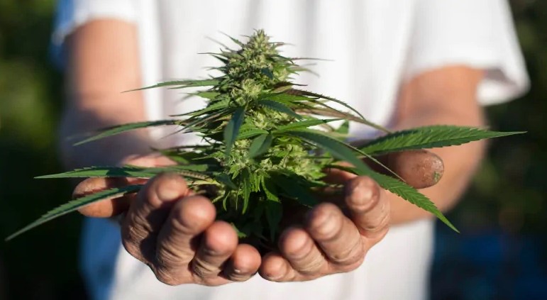 Organic Marijuana: What Makes it Special? what does organic marijuana mean 9 - Organic Marijuana: What Makes it Special?