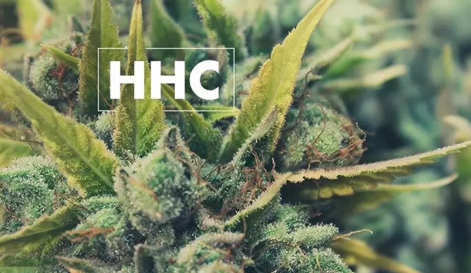 What is Hexahydrocannabinol (HHC) - Cheap Weed delivery Toronto ...