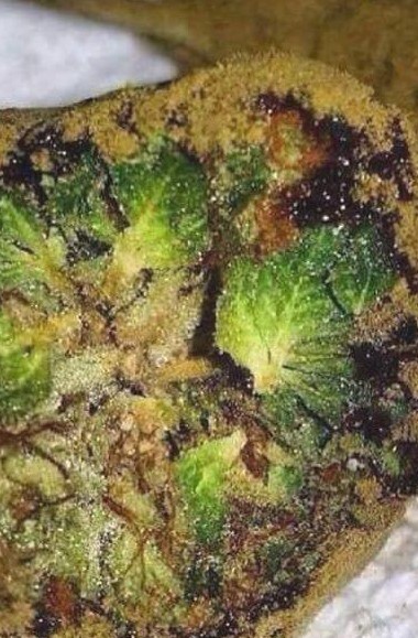 Moon Rock Weed what is moonrocks 5 - Moon Rock Weed