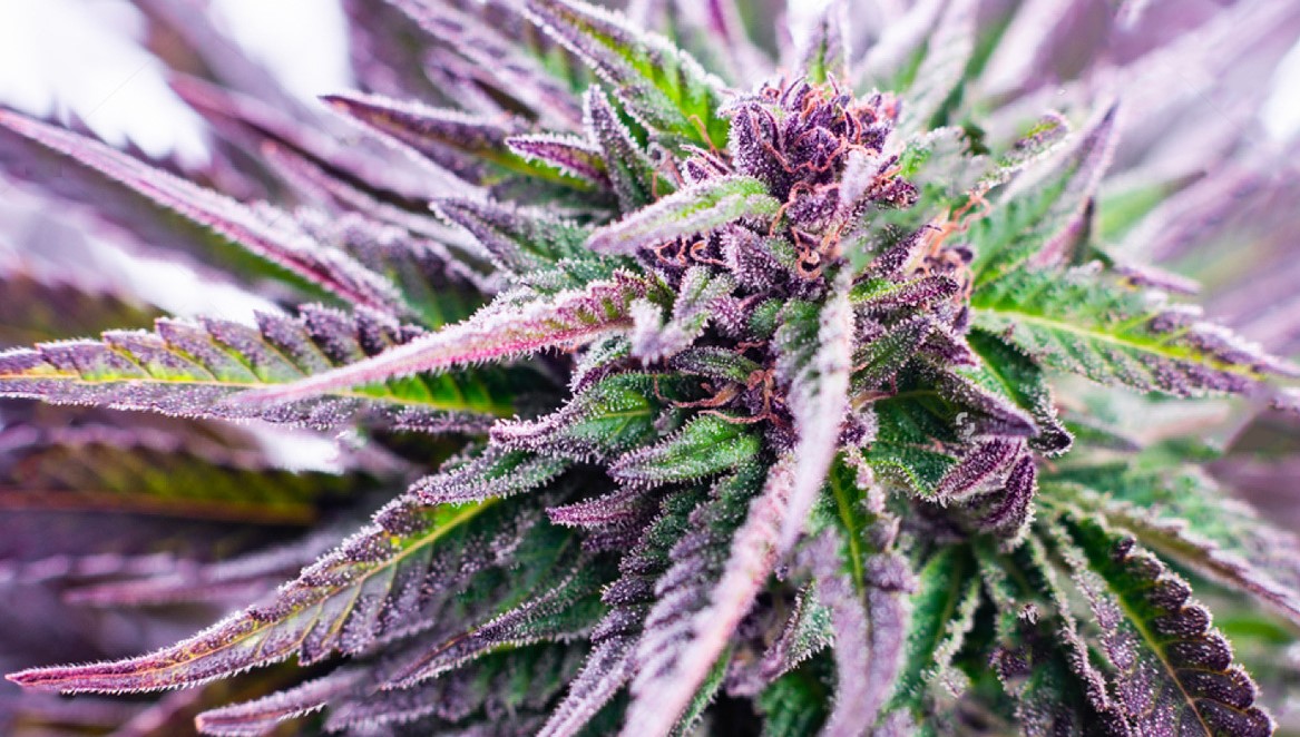 What’s The Deal With Purple Weed? whats the deal with purple weed 5 - What’s The Deal With Purple Weed?