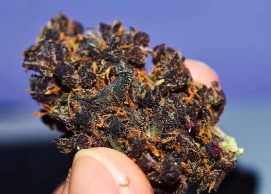 whats the deal with purple weed 558x400 - What’s The Deal With Purple Weed?