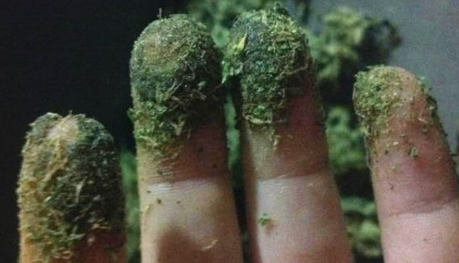 Why Is Weed Sticky? why is weed sticky 8 - Why Is Weed Sticky?